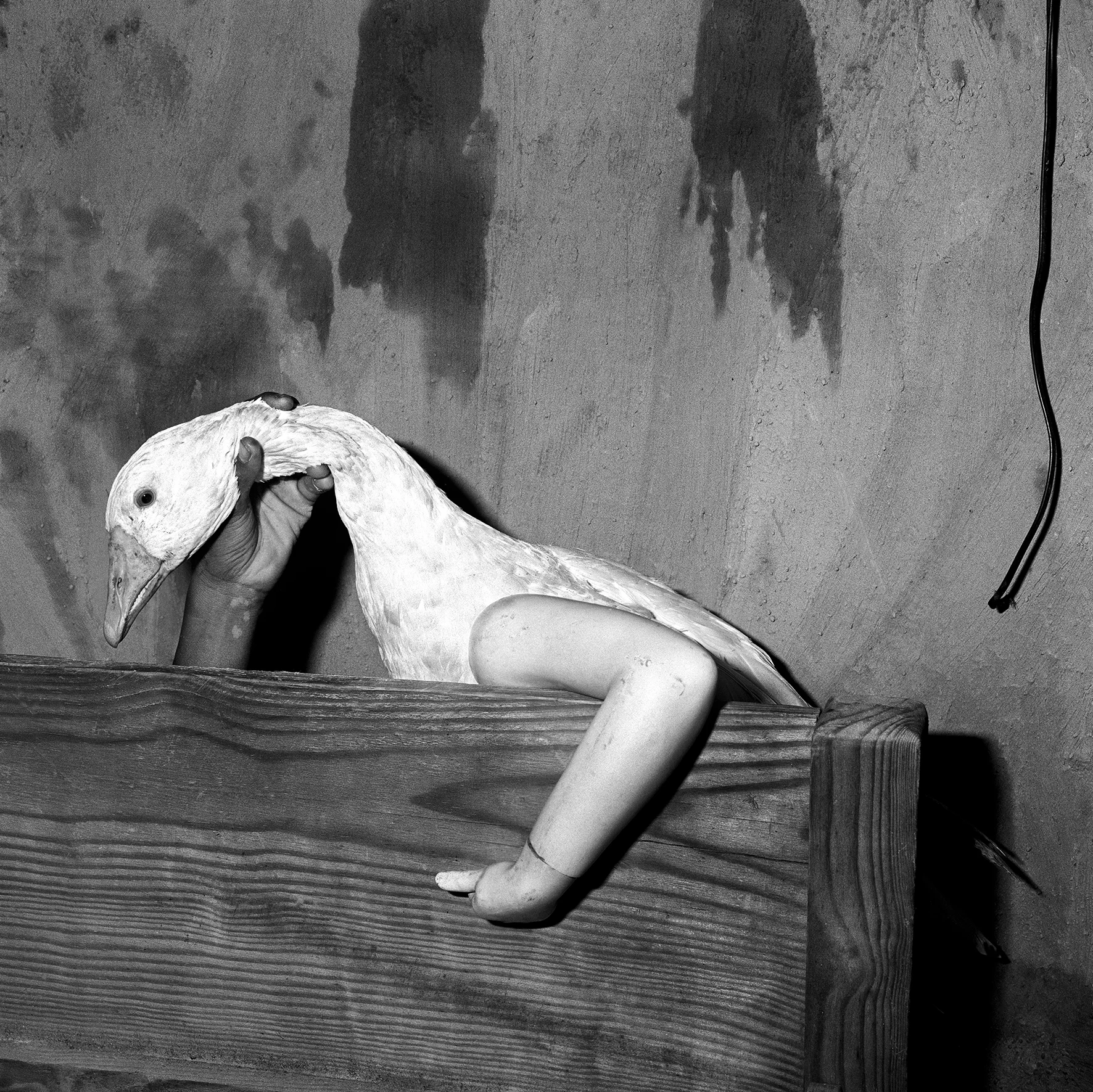 Triggered!: Roger Ballen — Musée Magazine